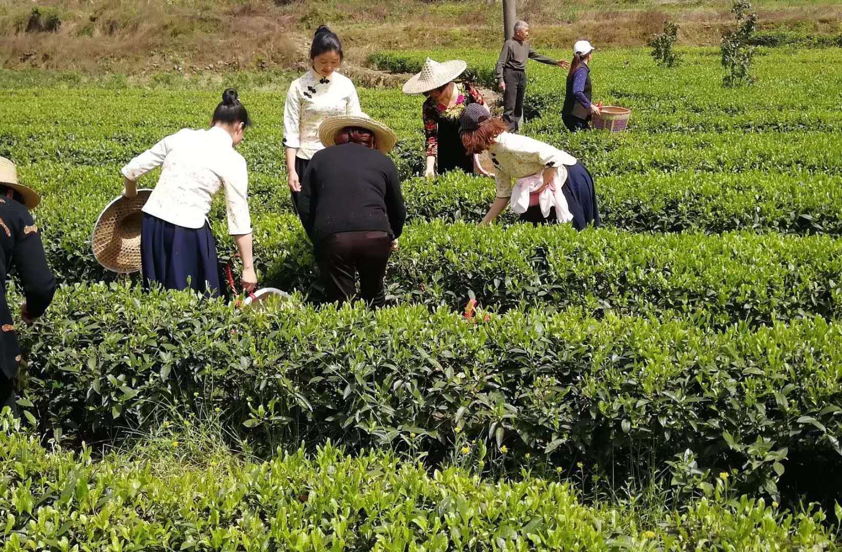 人民网：浙江：大学生学采茶体验茶文化-浙江农林大学